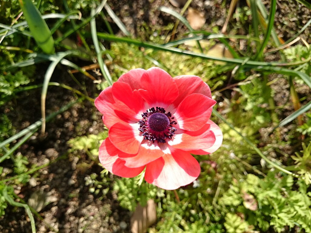 ハナイチゲ赤色花型の花