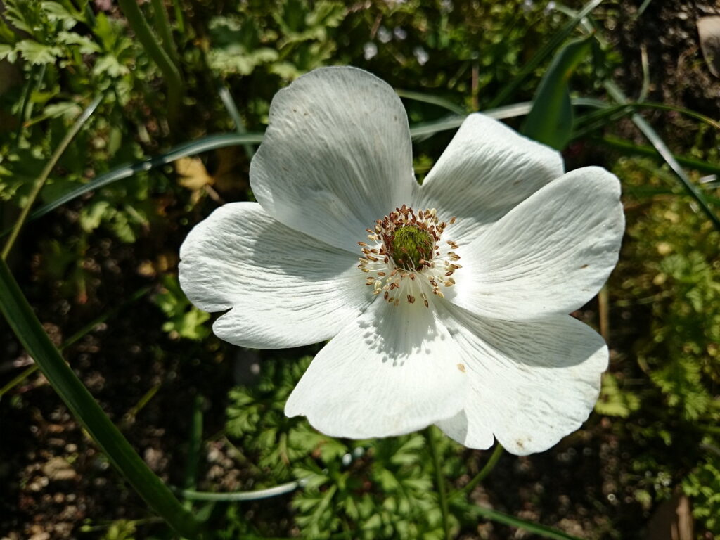 ハナイチゲ白色花型の花