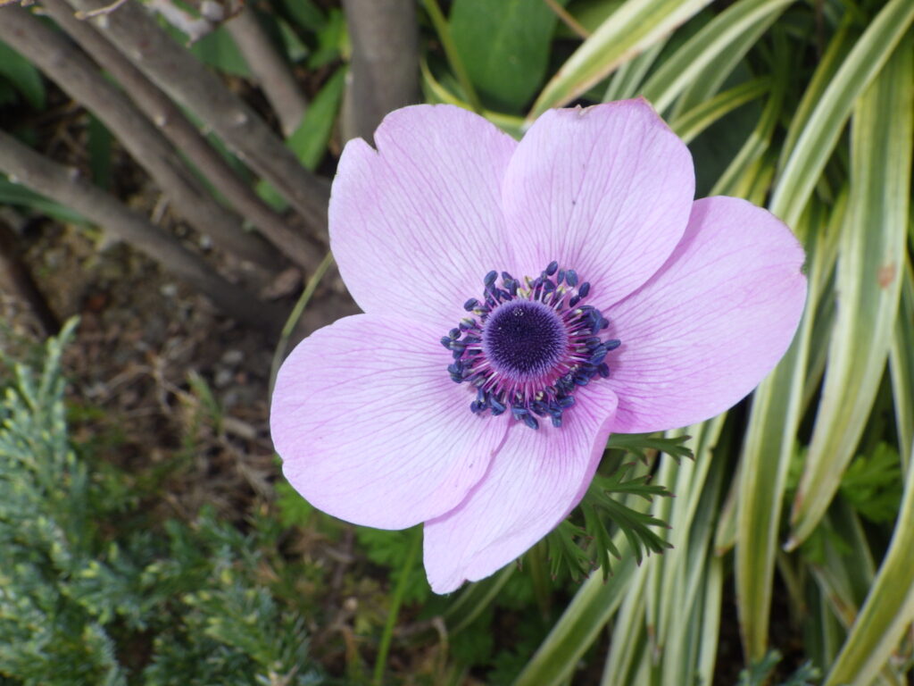 ハナイチゲ紫色花型の花