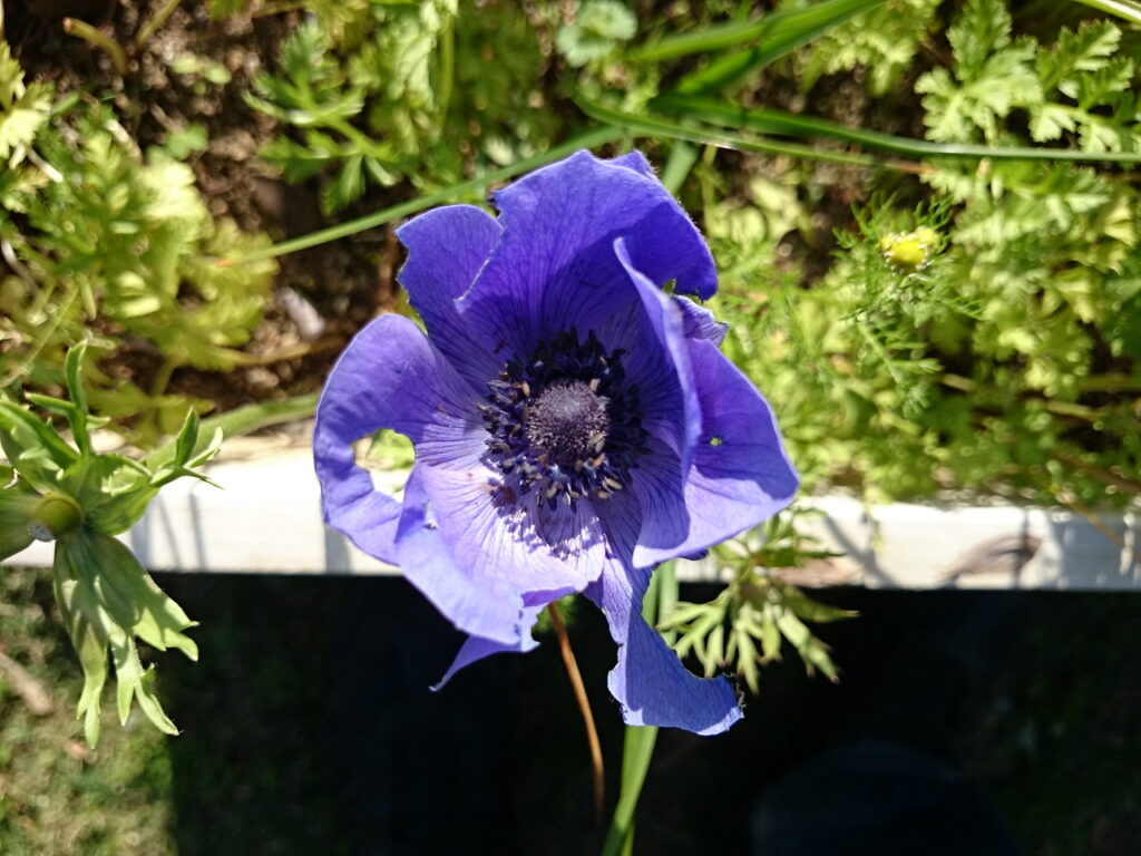 ハナイチゲ青色花型の花