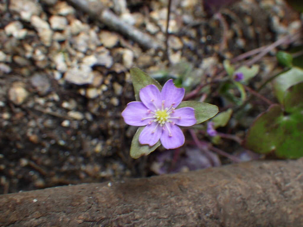 スハマソウの花