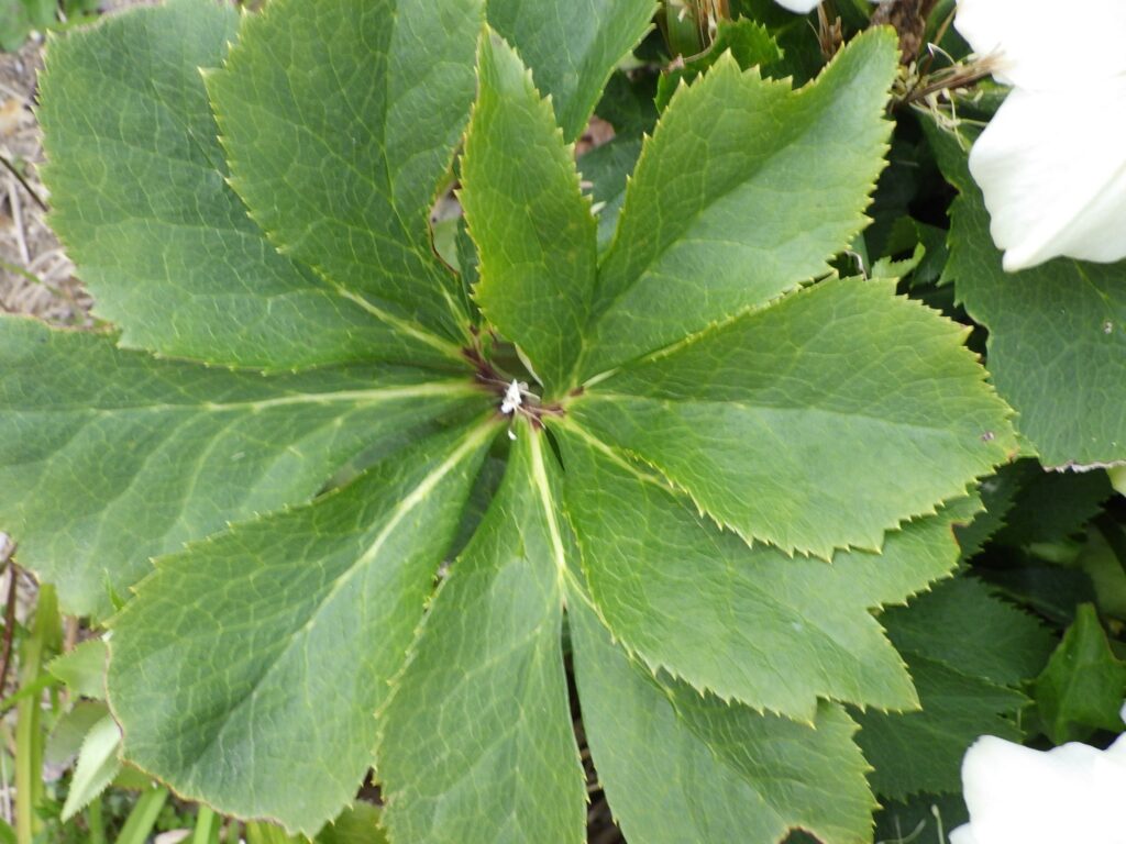 ヒメフユボタン（白色花型）の葉