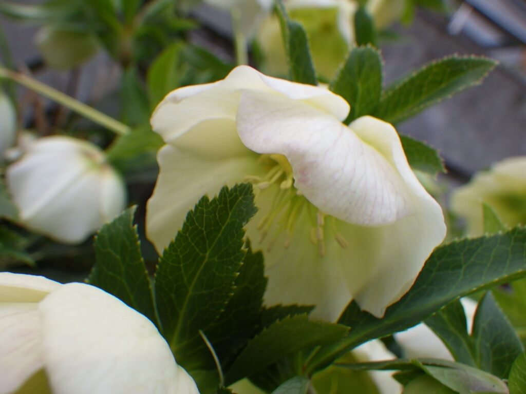ヒメフユボタン白色花型の花内部