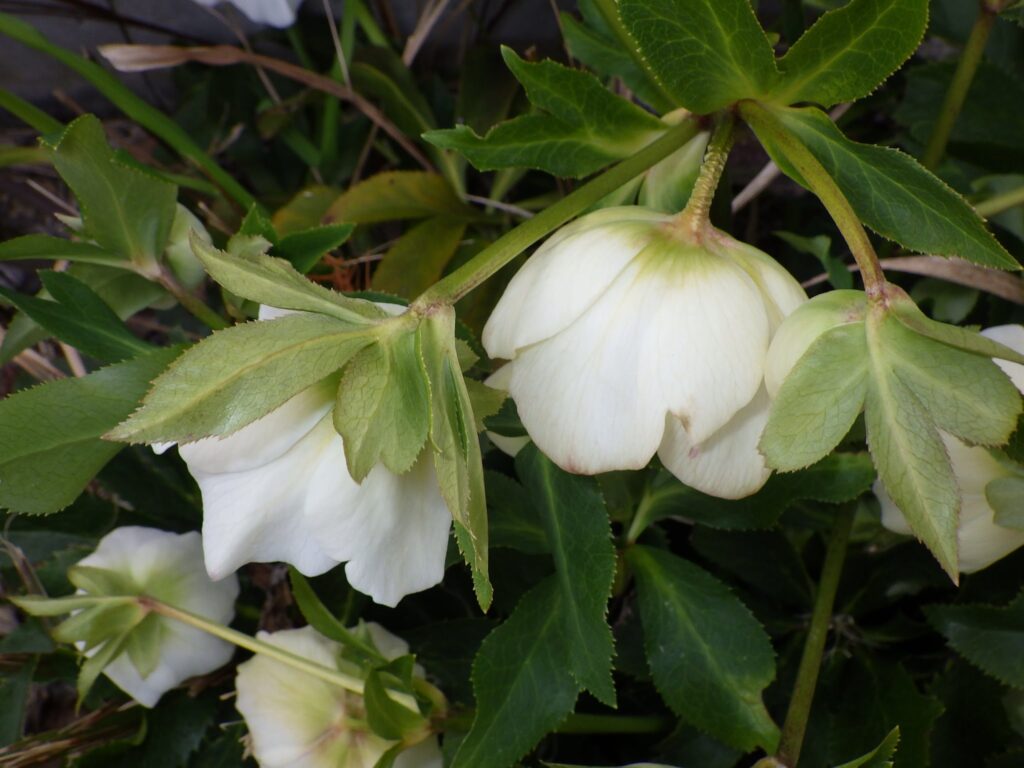 ヒメフユボタン白色花型の花
