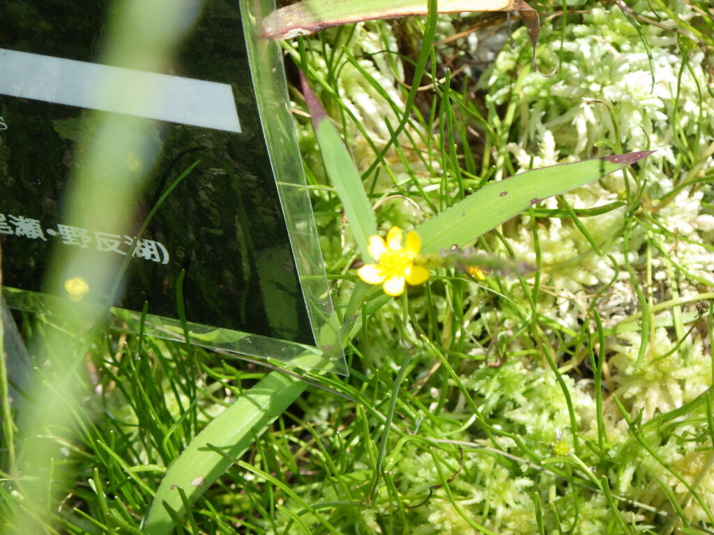 イトキンポウゲの花