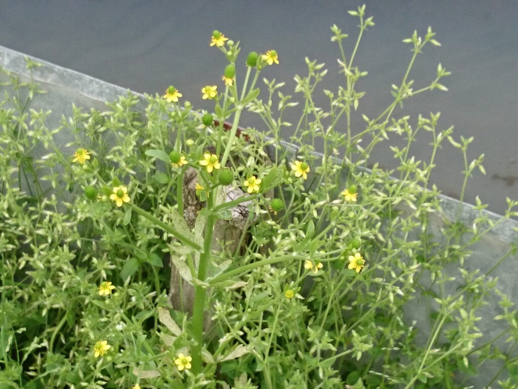 タガラシの外観