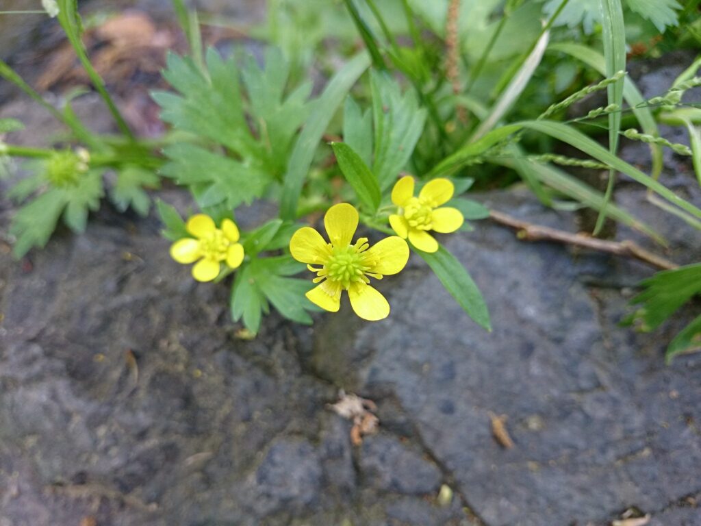 ウマノアシガタの花