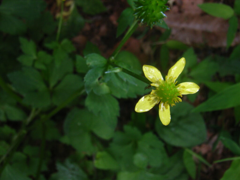 キツネノボタンの花