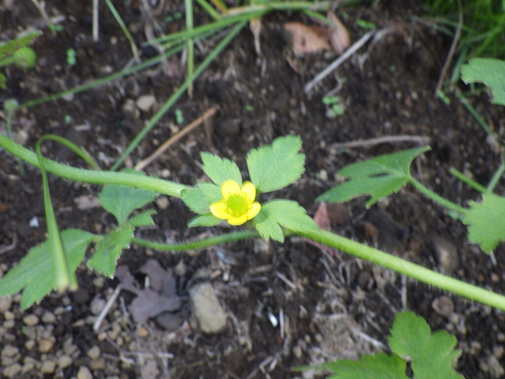ケキツネノボタンの花