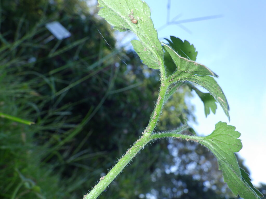 ケキツネノボタンの葉下面