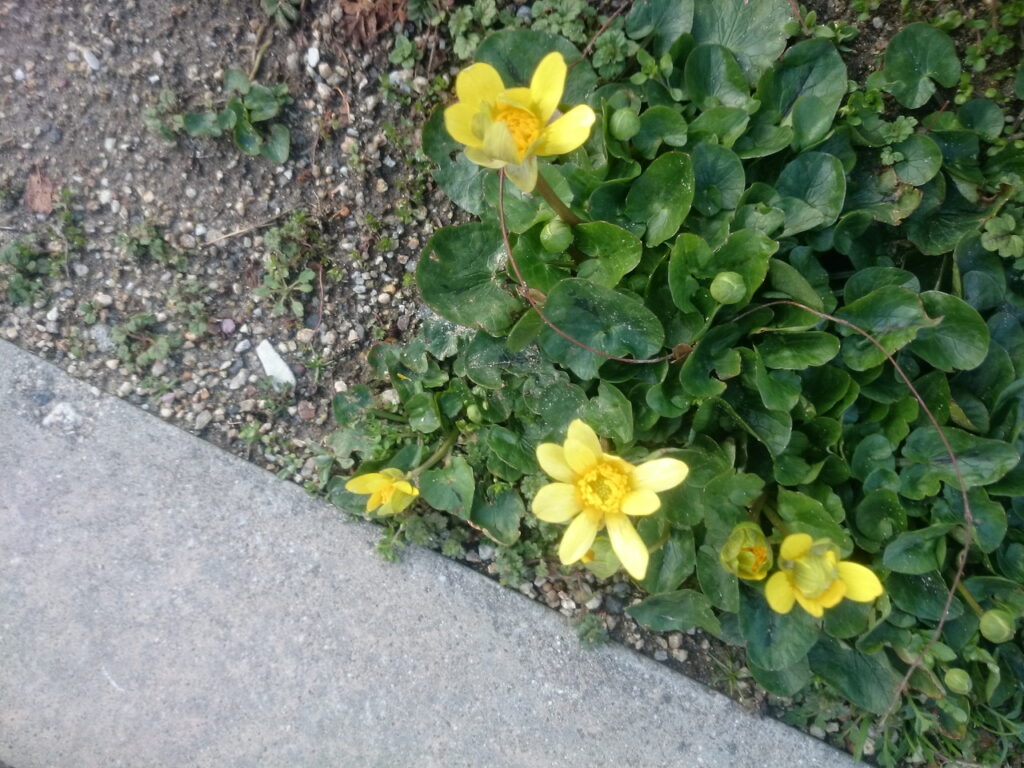 ヒメリュウキンカの外観