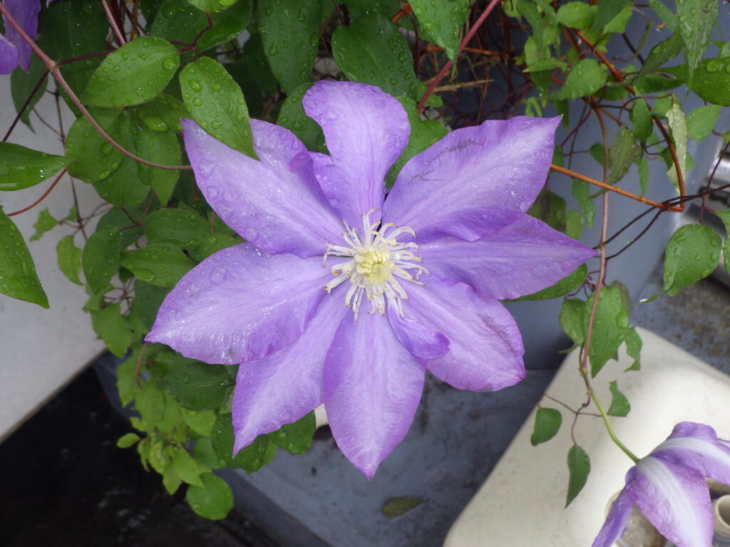カザグルマの花