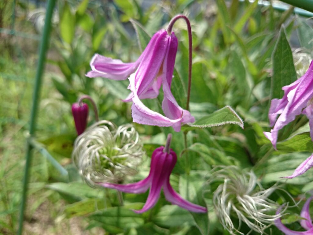 テキセンシスクレマチスの花