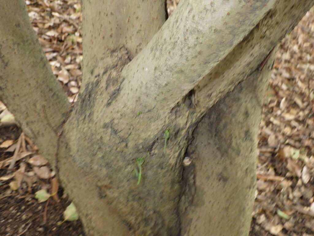 Bark of the Japanese loquat