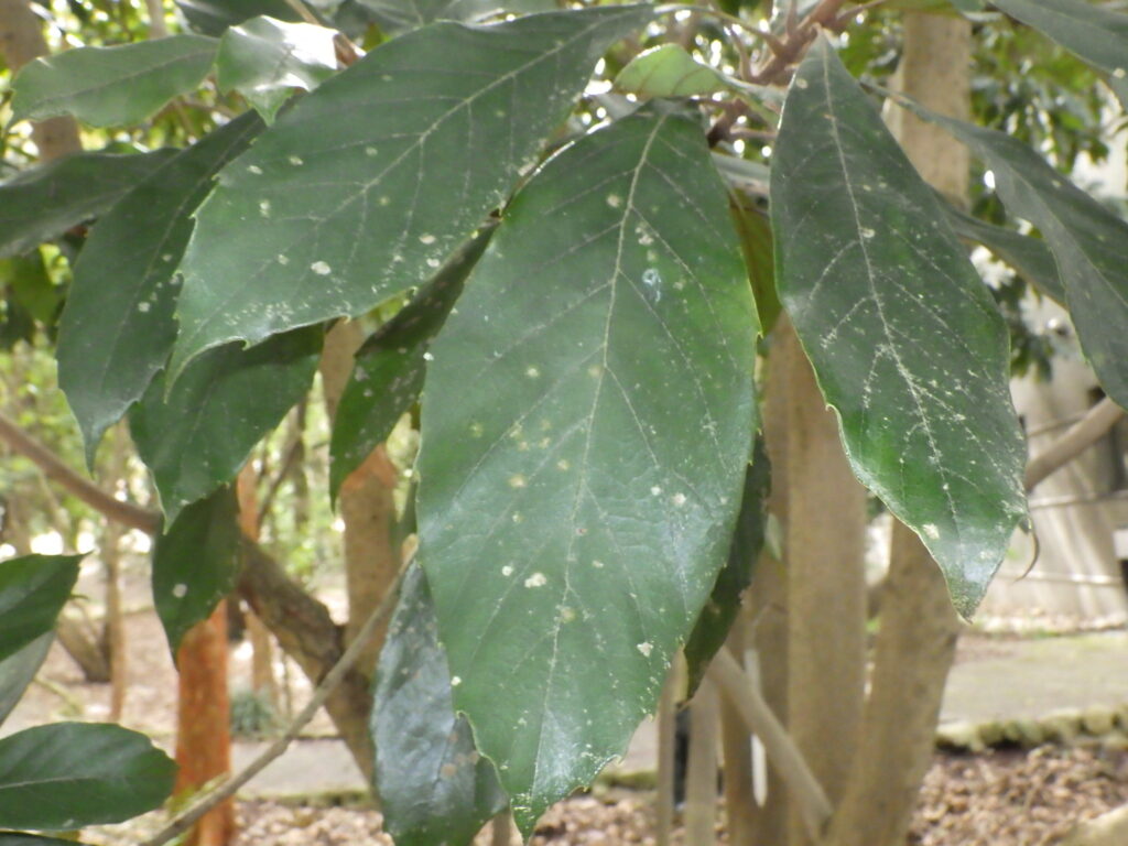 Upper surface of a mountain loquat leaf