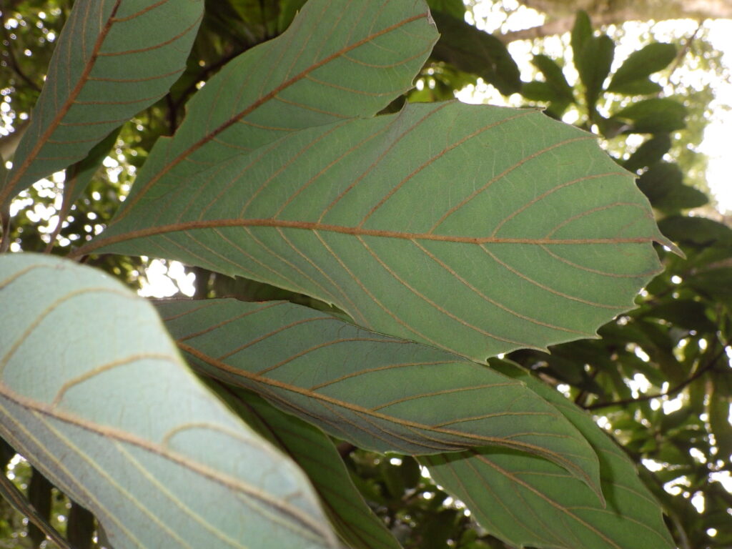 Underside of a mountain loquat leaf