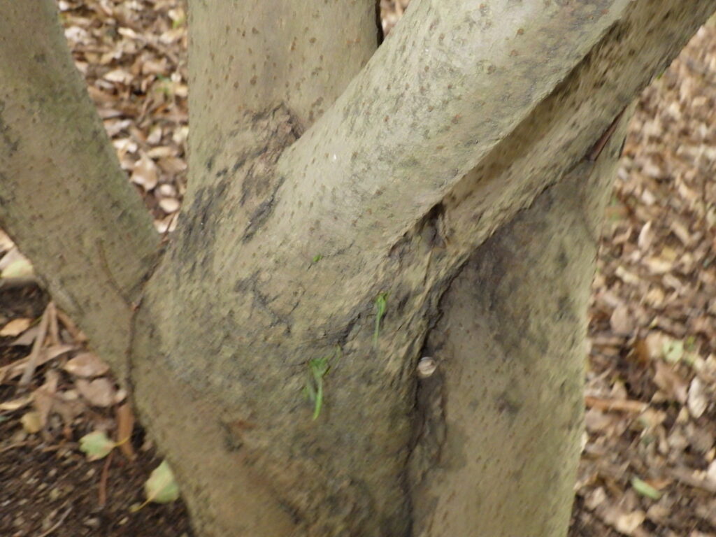 ヤマビワの樹皮