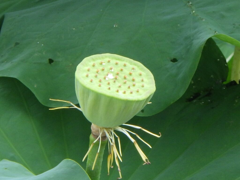 ハスの未熟な果托