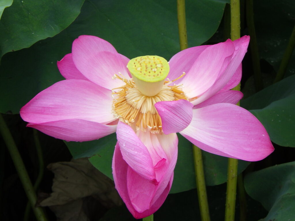ハスの花