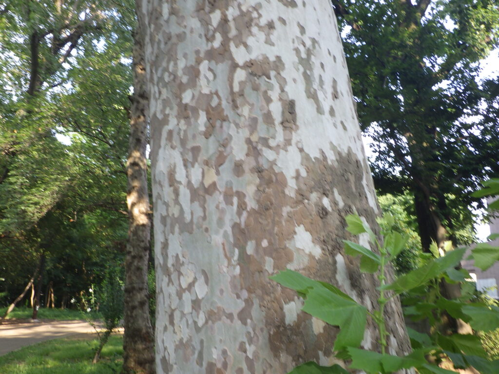 スズカケノキの樹皮
