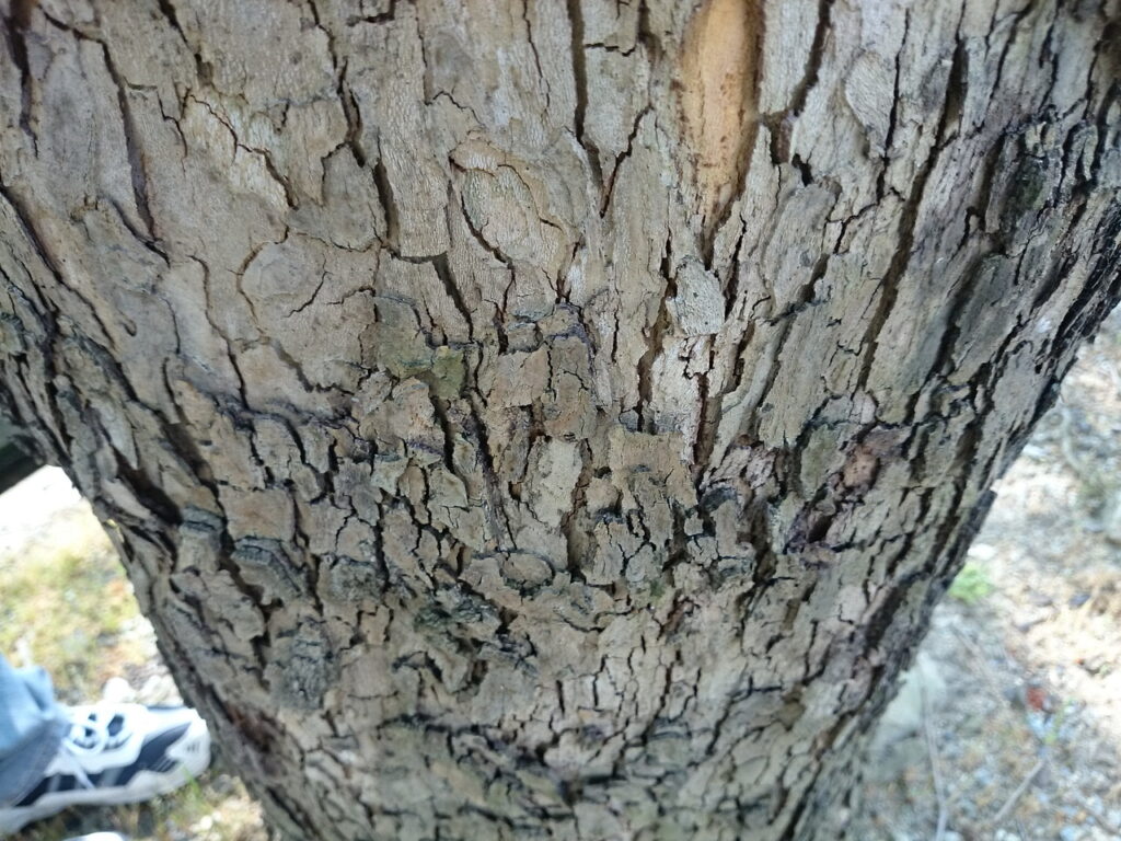 アメリカスズカケノキの樹皮