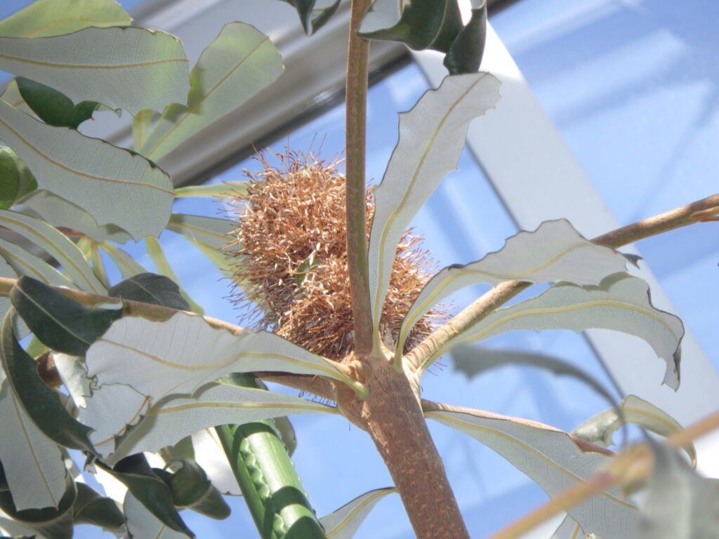 インテグリフォリアバンクシアの花
