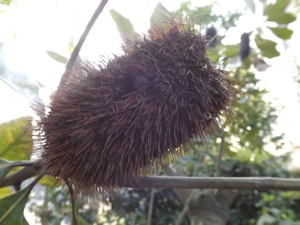 スワンプバンクシアの花
