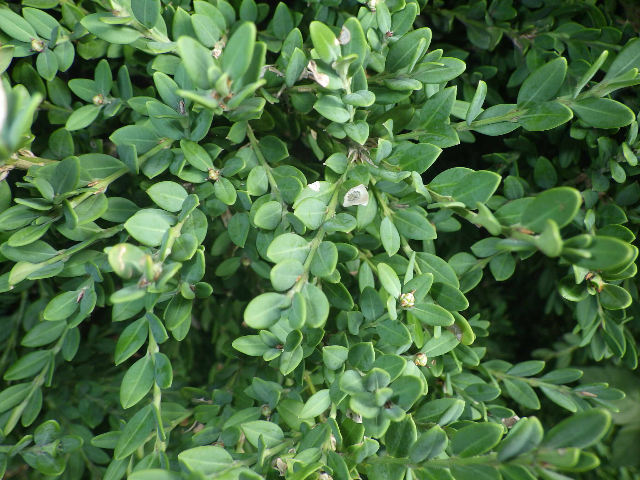 【種子植物図鑑 #130】ツゲ科の種類は?写真一覧 - Ecological Notes Web