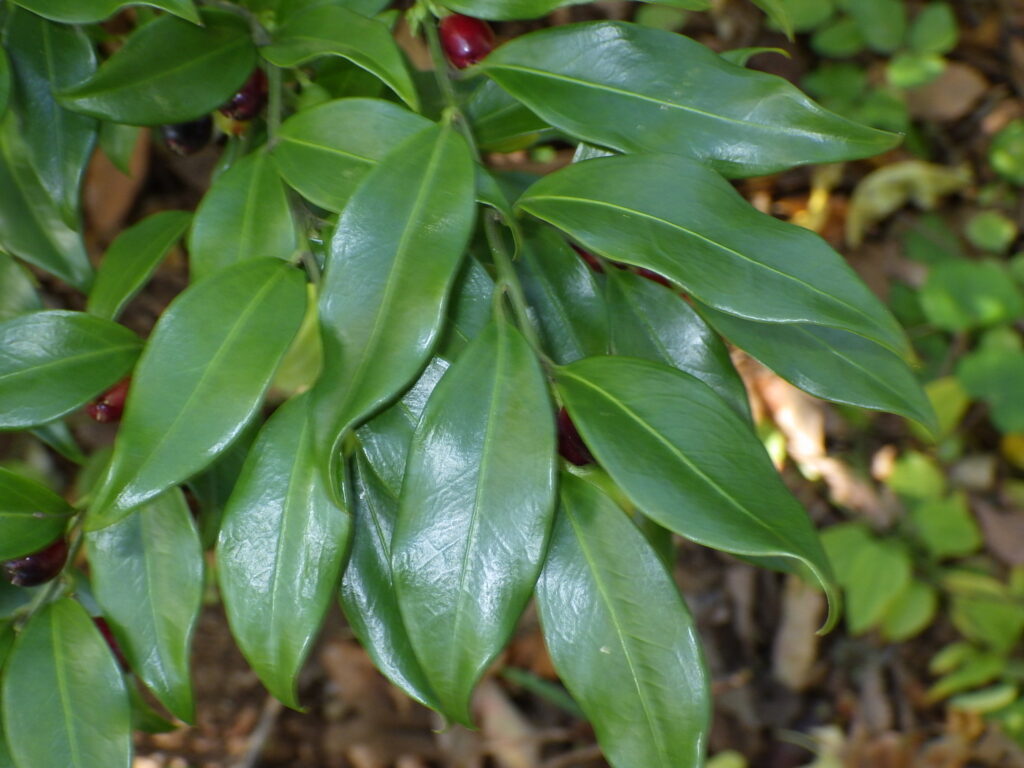 Sarcococca hookeriana var. digynaの葉上面