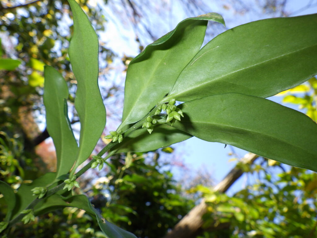 Sarcococca hookeriana var. digynaの葉下面