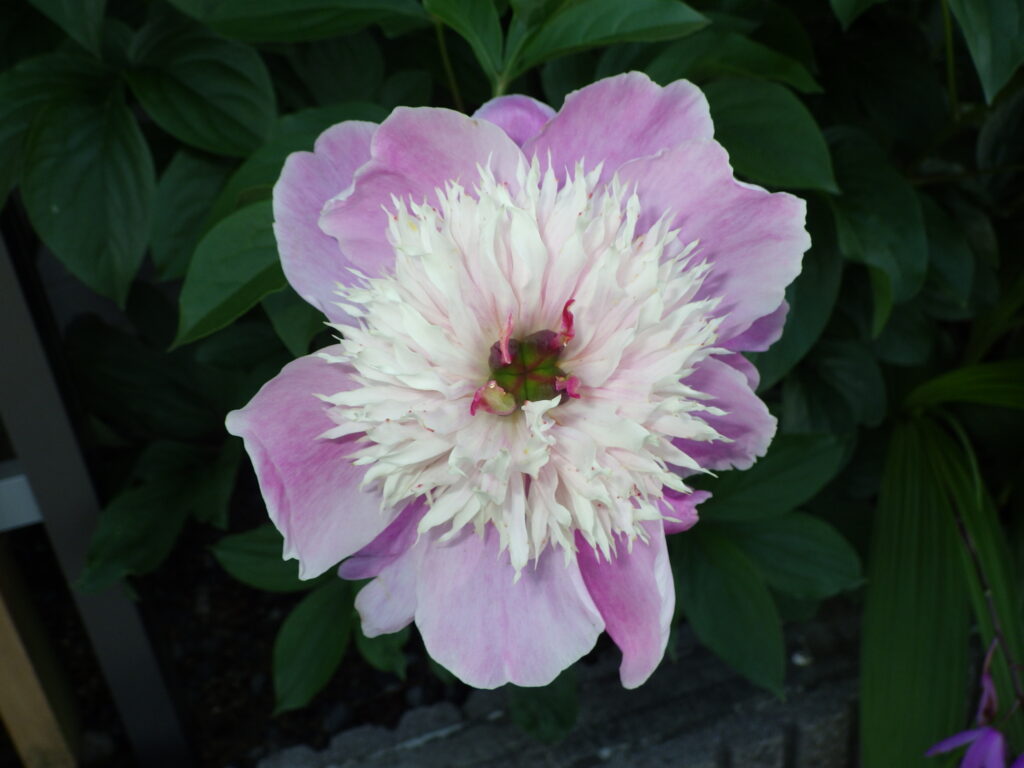 シャクヤク(翁咲き)の花