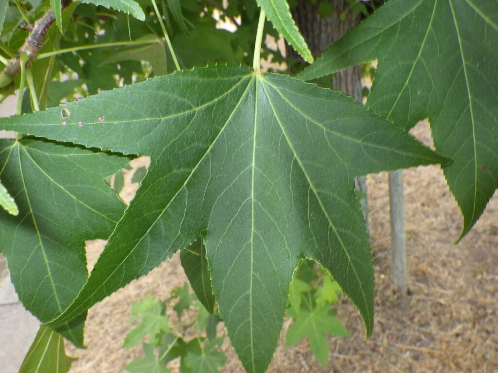 モミジバフウの葉