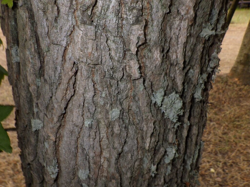 モミジバフウの樹皮