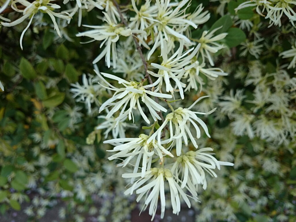 トキワマンサクの花