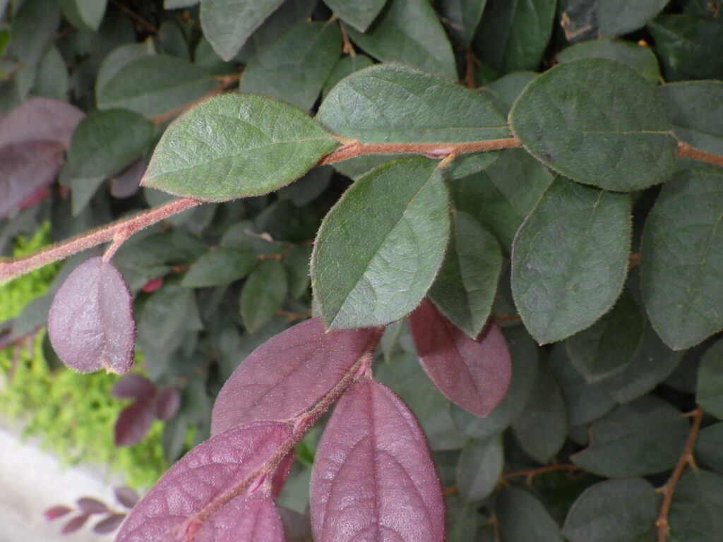 ベニバナトキワマンサク薄紅色花型の葉上面