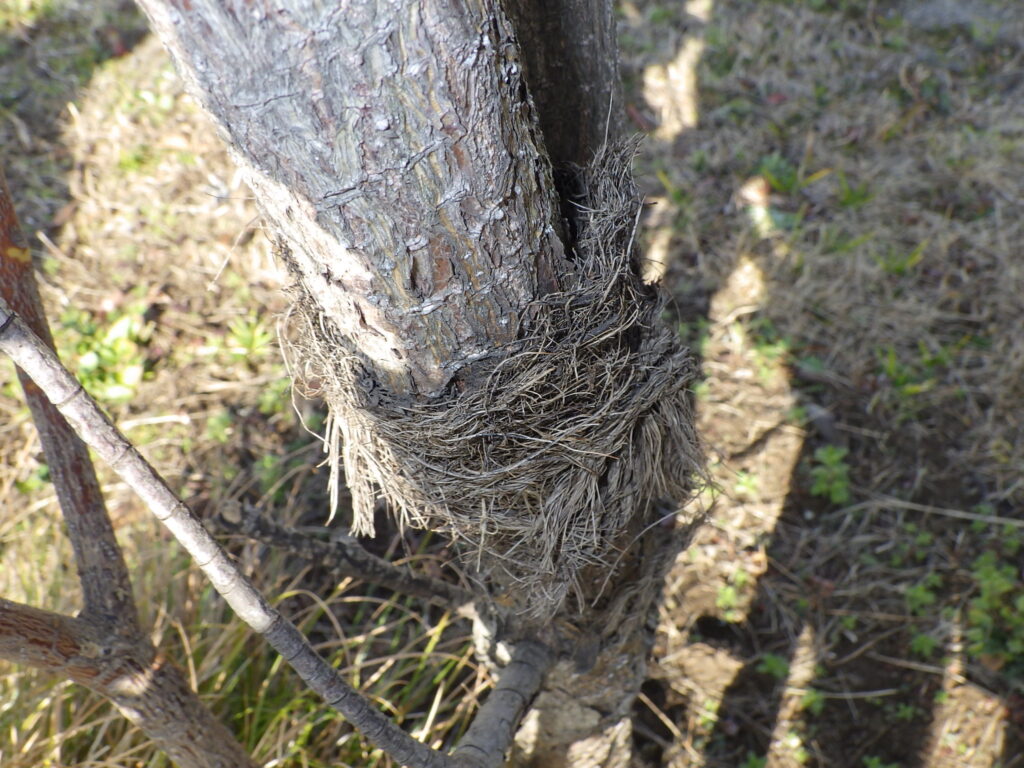 シャクナゲモドキの樹皮
