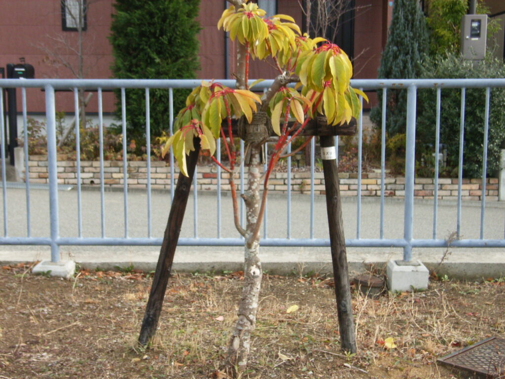 Japanese laurel tree shape