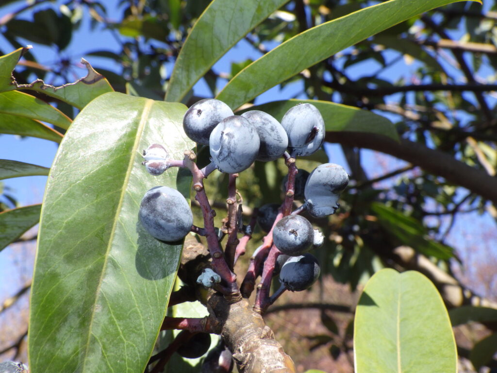 Fruit of the Japanese laurel