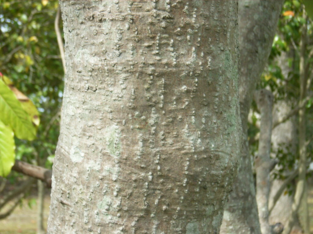 Japanese laurel bark