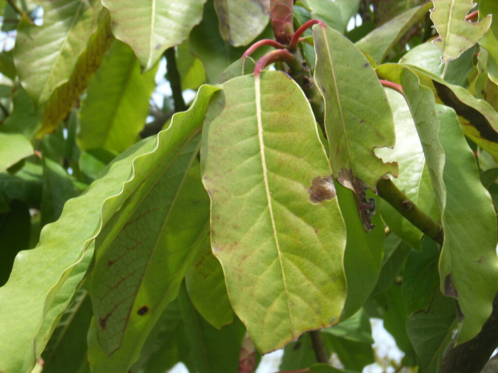 Upper surface of a Daphniphyllum macropodum leaf