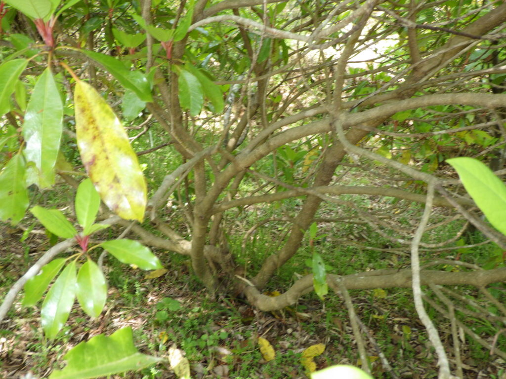 Tree shape of Japanese laurel