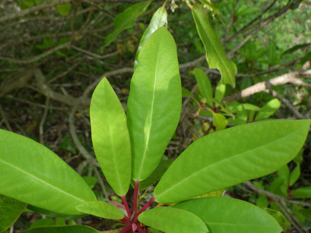 Upper surface of a leaf of Japanese laurel
