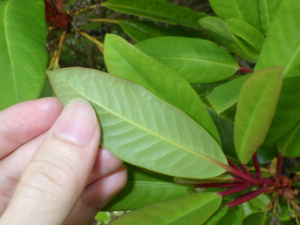 Underside of a leaf of Japanese laurel