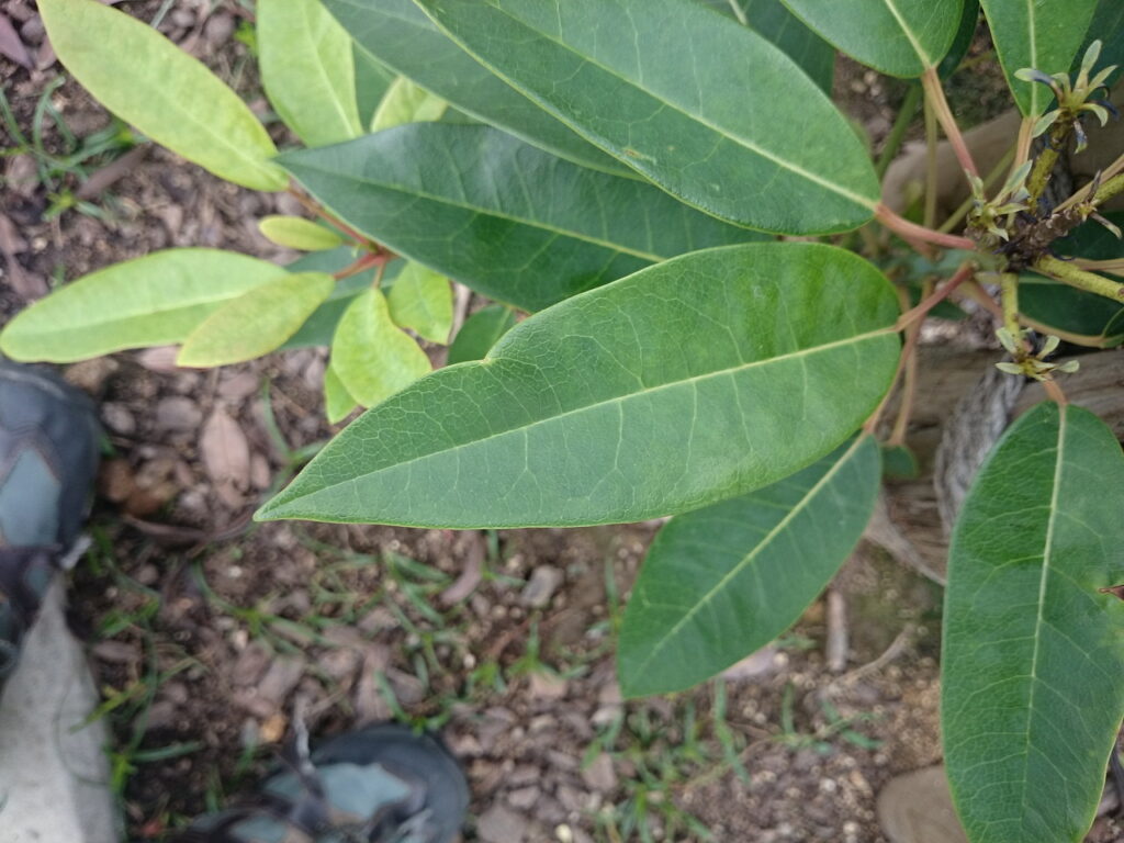 Upper surface of a leaf of Japanese laurel
