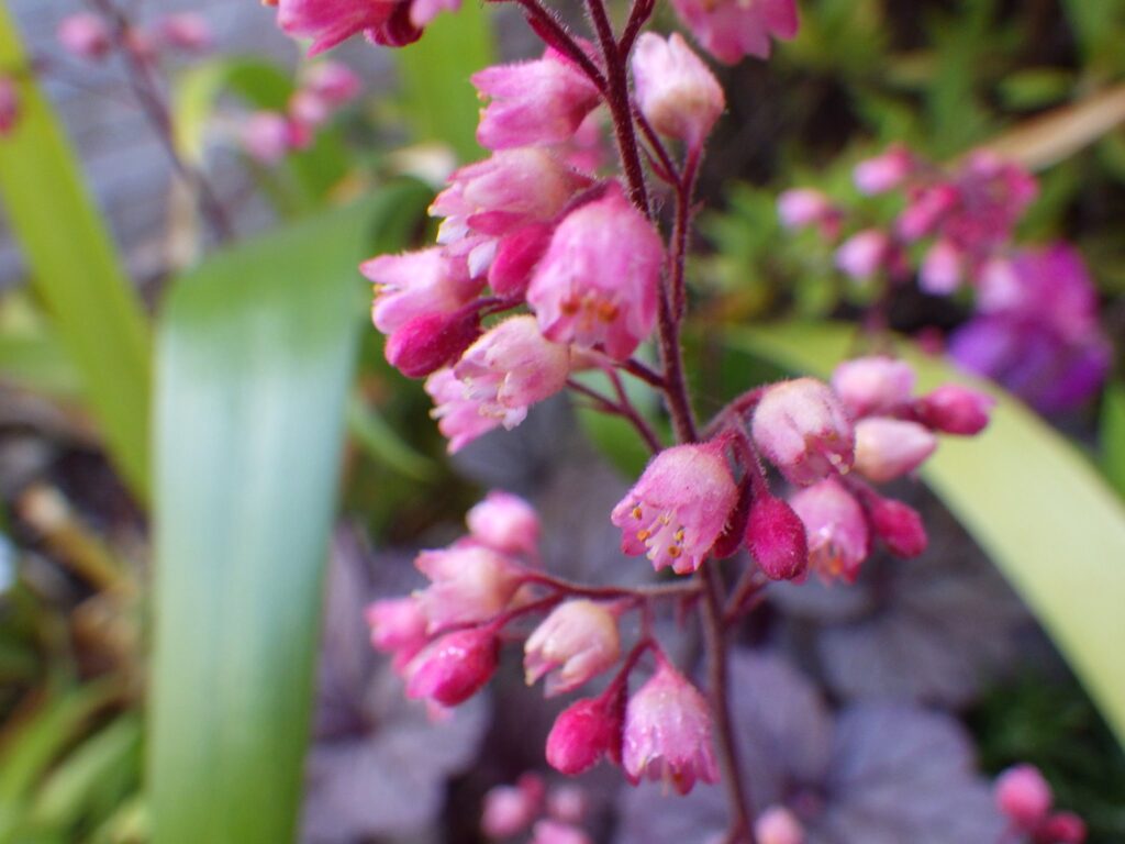 ミクランサヒューケラ(パレス・パープル)の花
