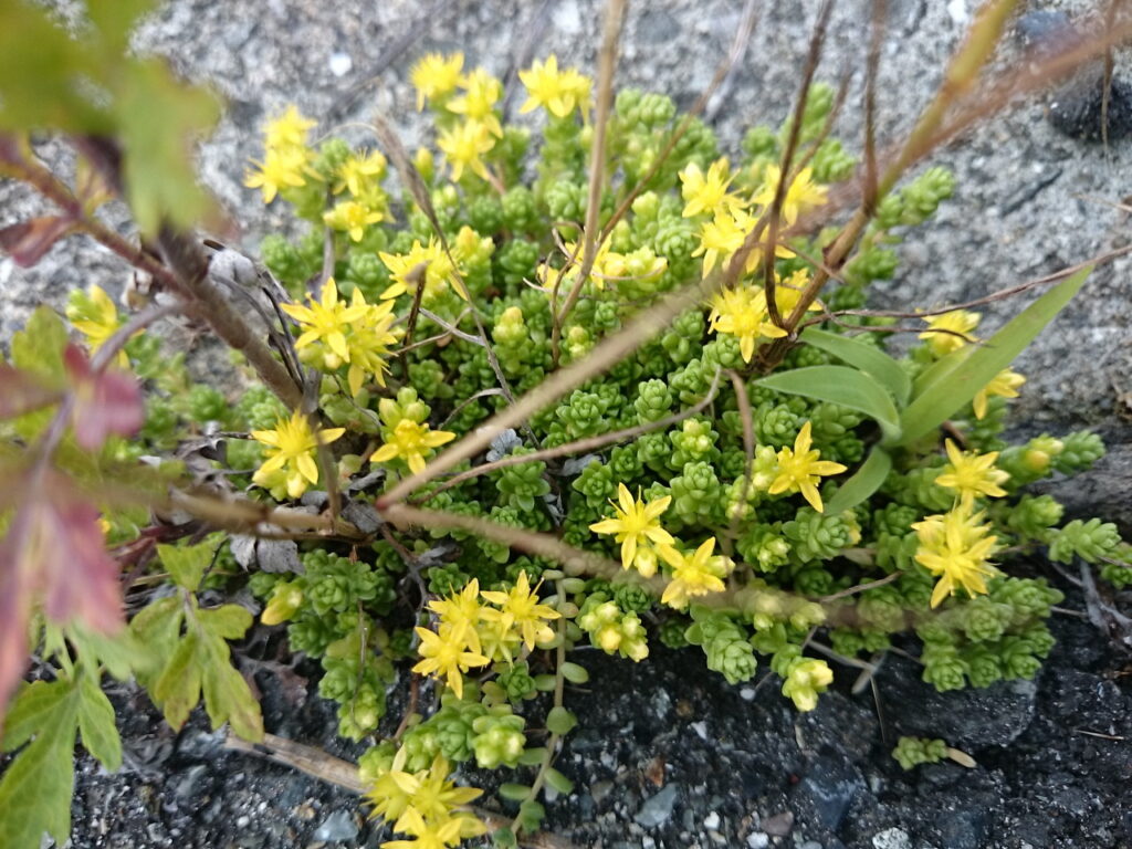 オカタイトゴメの花