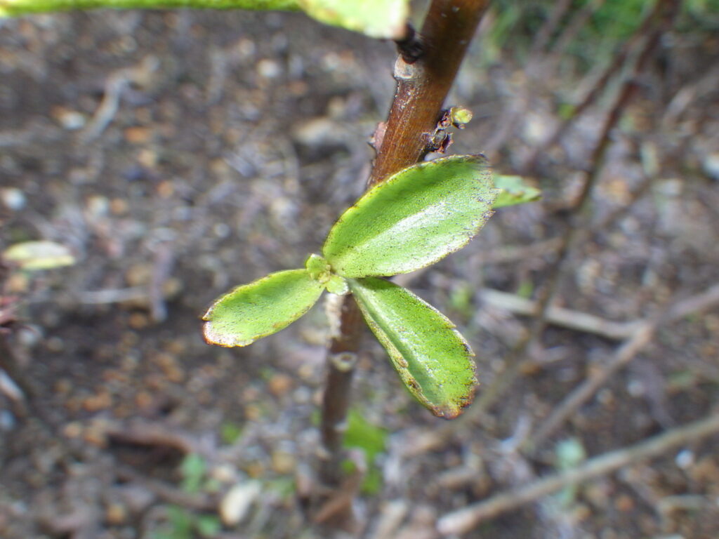 ホソバノキリンソウの葉