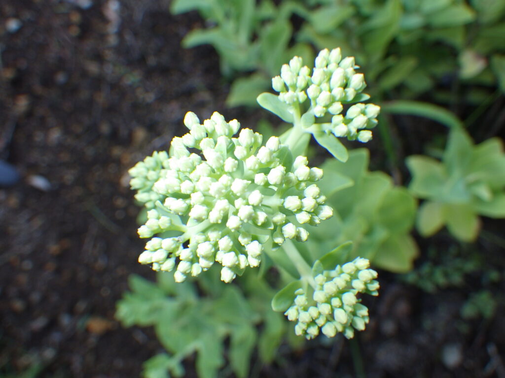 オオベンケイソウの蕾