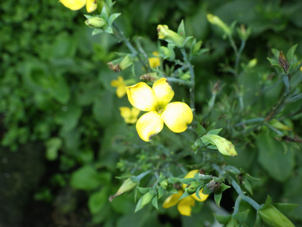 リュウキュウベンケイの花
