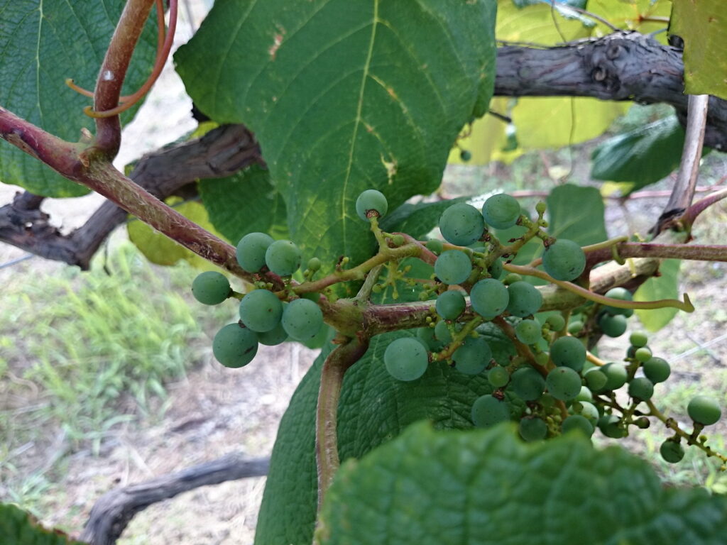 Unripe European grapes